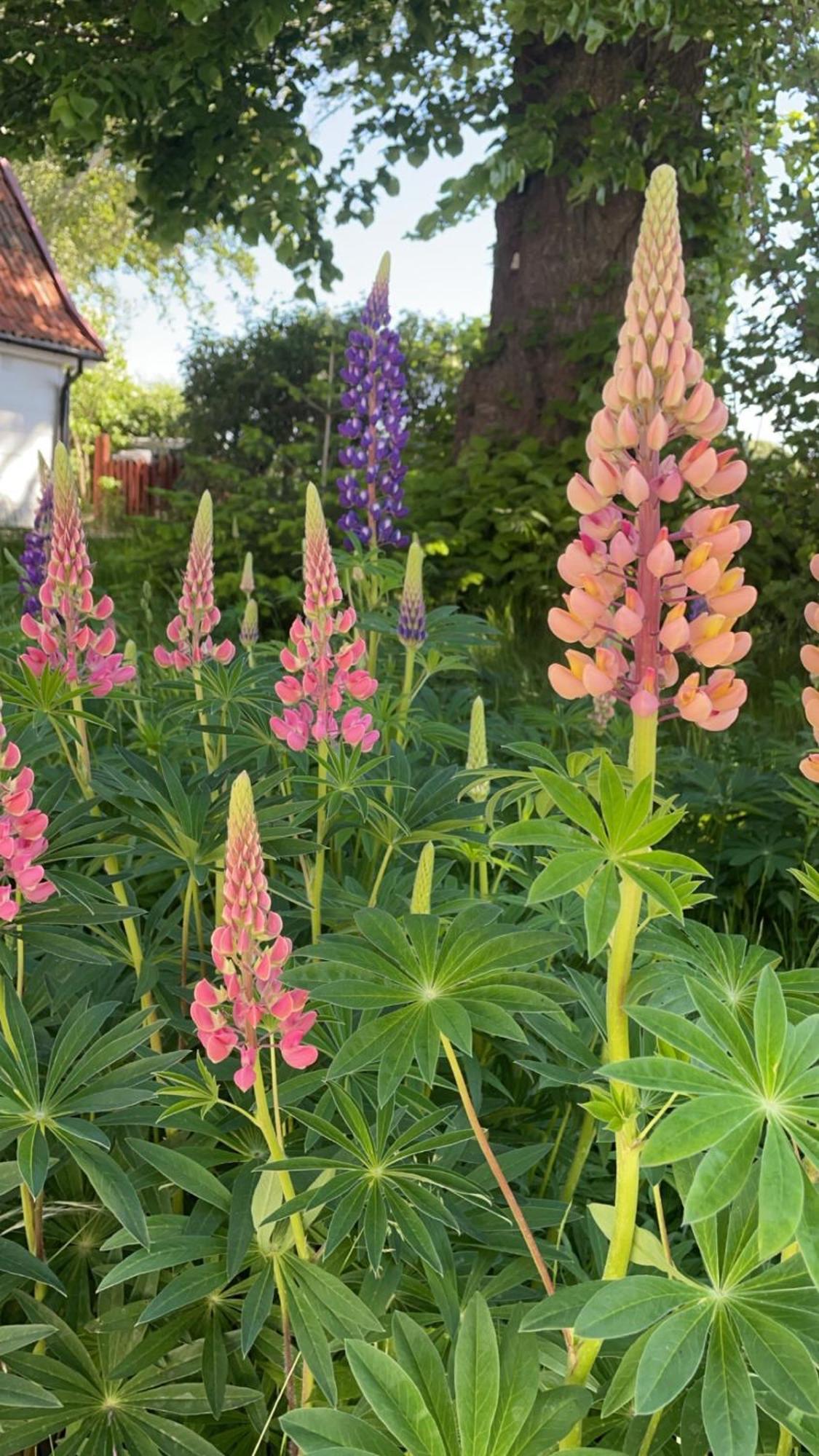 Trennegarden B&B Mjohult  Екстер'єр фото
